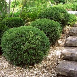 Wintergreen Boxwood Shrub 9 Wintergreen Boxwood Shrub -Fruit Tree Shop Boxwood Wintergreen 2