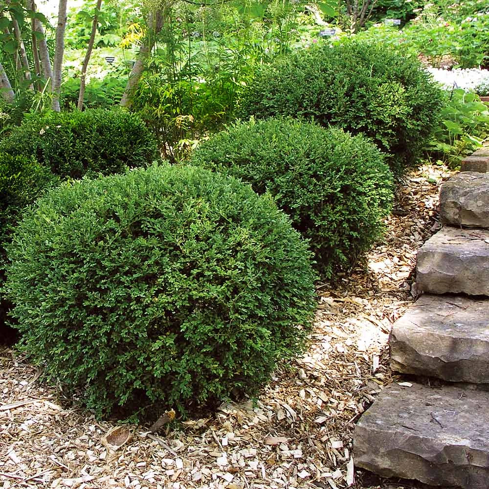 Wintergreen Boxwood Shrub 5 Wintergreen Boxwood Shrub - Image 5