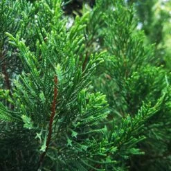 Brodie Eastern Red Cedar Tree -Fruit Tree Shop Broadie Eastern Red Cedar 1 FGT