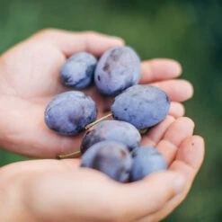 Brooks Plum Tree -Fruit Tree Shop Brooks Plum 3