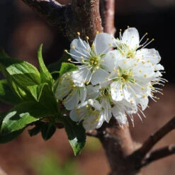 Bubblegum 'Toka' Plum Tree -Fruit Tree Shop Bubblegum Toka Plum 4