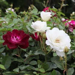 Burgundy Iceberg And Iceberg Two-fer® Rose Tree -Fruit Tree Shop Burgandy Iceburg ROse Tree 1