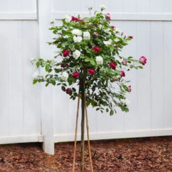 Burgundy Iceberg And Iceberg Two-fer® Rose Tree -Fruit Tree Shop Burgandy Iceburg ROse Tree 4