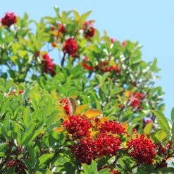 Chindo Sweet Viburnum Shrub -Fruit Tree Shop CHindo Viburnum 1