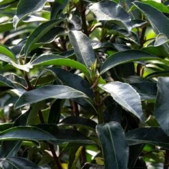 Chindo Sweet Viburnum Shrub -Fruit Tree Shop CHindo Viburnum 3