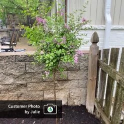 Dwarf Korean Lilac Tree -Fruit Tree Shop CPB DwarfKoreanLilacTree Julie ugc test