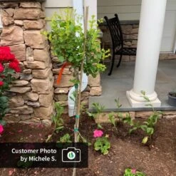 Dwarf Korean Lilac Tree -Fruit Tree Shop CPB DwarfKoreanLilacTree MicheleS ugc test