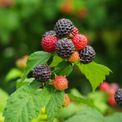 Cumberland Black Raspberry -Fruit Tree Shop CUmberland Black RAspberry 1 FGT