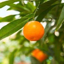 California Honey Mandarin Tree -Fruit Tree Shop California Mandarin 3