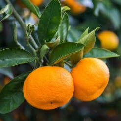Calamondin Tree -Fruit Tree Shop Calomondin 4 BB 86a33d74 f6d8 4d96 be1b 5a213babf3c2
