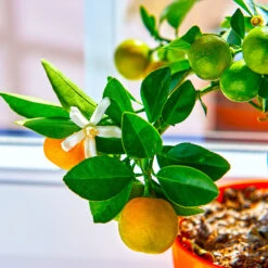 Calamondin Tree -Fruit Tree Shop Calomondin 5