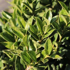 Carissa Holly -Fruit Tree Shop Carissa Holly 2