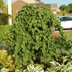 Cascading Hearts Redbud Tree -Fruit Tree Shop Cascading Hearts Redbud 2
