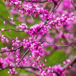 Cascading Hearts Redbud Tree -Fruit Tree Shop Cascading Hearts Redbud 3