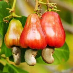 Cashew Tree -Fruit Tree Shop Cashew Nut Tree 7
