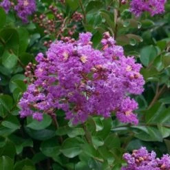 Catawba Crape Myrtle Tree 8 Catawba Crape Myrtle Tree -Fruit Tree Shop Catawba Crape Myrtle 1 FGT