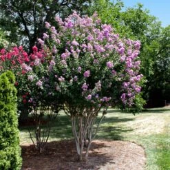 Catawba Crape Myrtle Tree 7 Catawba Crape Myrtle Tree -Fruit Tree Shop Catawba Crape Myrtle 4 FGT
