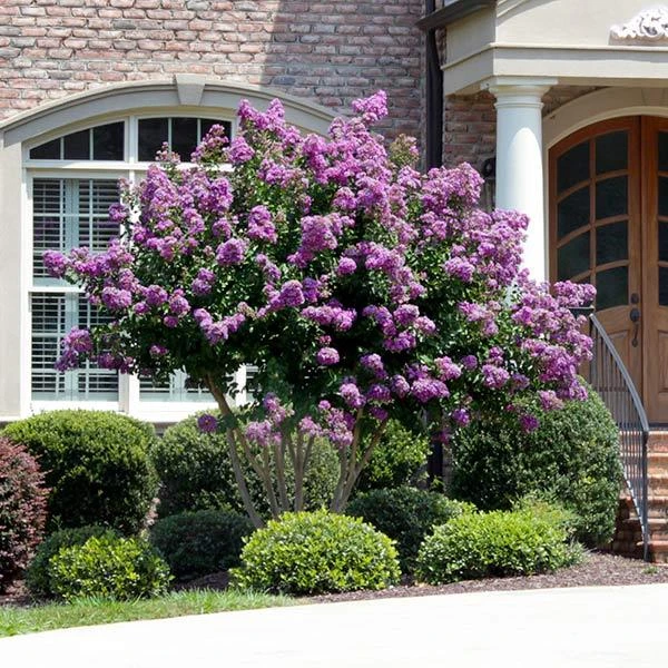 Catawba Crape Myrtle Tree 1 Catawba Crape Myrtle Tree