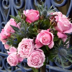 Cathedral Bells Rose -Fruit Tree Shop Cathedral Bells Rose Tree 2