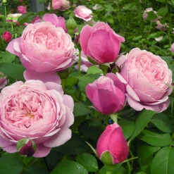 Cathedral Bells Rose