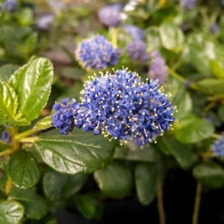 Yankee Point California Lilac -Fruit Tree Shop Ceanothus Yankee Point 1