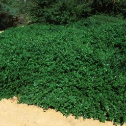 Yankee Point California Lilac -Fruit Tree Shop Ceanothus Yankee Point 5