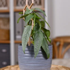 Cebu Blue Pothos -Fruit Tree Shop Cebu Blue Pothos 3