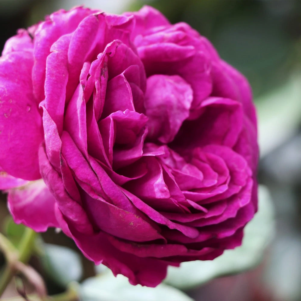 Celestial Night™ Rose Tree 4 Celestial Night™ Rose Tree - Image 4