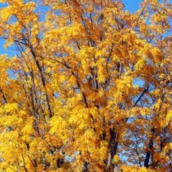 Chandler Walnut Tree -Fruit Tree Shop Chandler Walnut 1