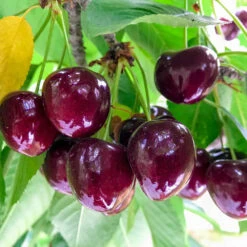 Chelan Cherry Tree -Fruit Tree Shop Chelan Cherry 1