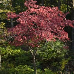 Cherokee Brave Dogwood -Fruit Tree Shop Cherokee Brave Dogwood 2