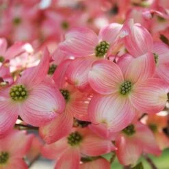 Cherokee Brave Dogwood -Fruit Tree Shop Cherokee Brave Dogwood 3 FGT