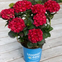 Cherry-Go-Round™ Hydrangea 10 Cherry-Go-Round™ Hydrangea -Fruit Tree Shop Cherry Go Round Hydrangea 1
