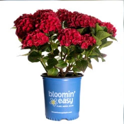 Cherry-Go-Round™ Hydrangea 13 Cherry-Go-Round™ Hydrangea -Fruit Tree Shop Cherry Go Round Hydrangea 3