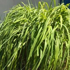 Citronella Grass (Cymbopogon Nardus) -Fruit Tree Shop Citronella GRass 4 FGT