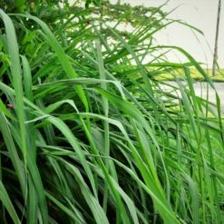 Citronella Grass (Cymbopogon Nardus) -Fruit Tree Shop Citronella GRass 5
