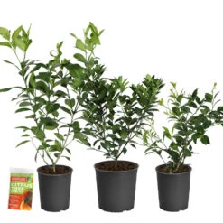 All-in-One Citrus Starter Kit -Fruit Tree Shop Citrus Starter Kit 2