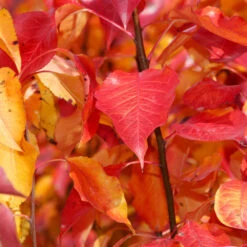 Cleveland Pear Tree -Fruit Tree Shop Cleveland Pear 9 FGT