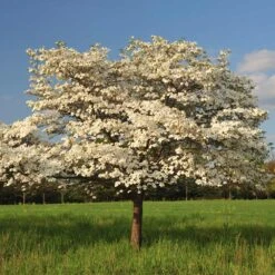 New Arrival -Fruit Tree Shop Cloud 9 Dogwood 1 FGT