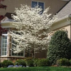 Cloud 9 Dogwood -Fruit Tree Shop Cloud 9 Dogwood 3 FGT
