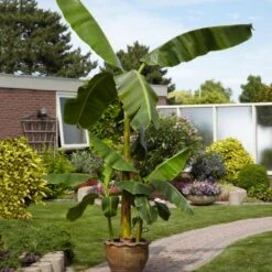 Cold Hardy Banana Tree -Fruit Tree Shop Cold Hardy Banana Tree 1