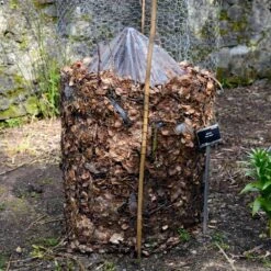 Cold Hardy Banana Tree -Fruit Tree Shop Cold Hardy Banana Tree FGT 3