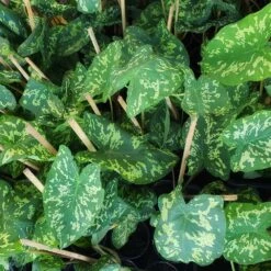 Colocasia 'Hilo Beauty' -Fruit Tree Shop Colocasia Hilo beauty 2