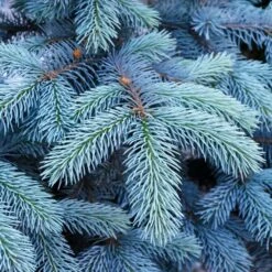 Colorado Blue Spruce Tree 7 Colorado Blue Spruce Tree -Fruit Tree Shop Colorado BLue Spruce 1 FGT