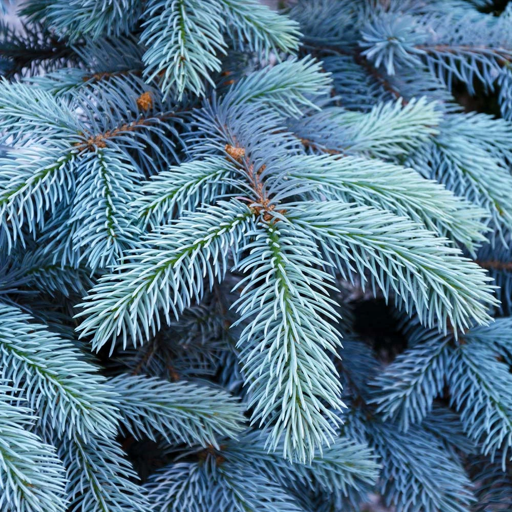 Colorado Blue Spruce Tree 4 Colorado Blue Spruce Tree - Image 4
