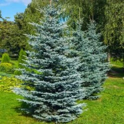 New Arrival -Fruit Tree Shop Colorado BLue Spruce 6
