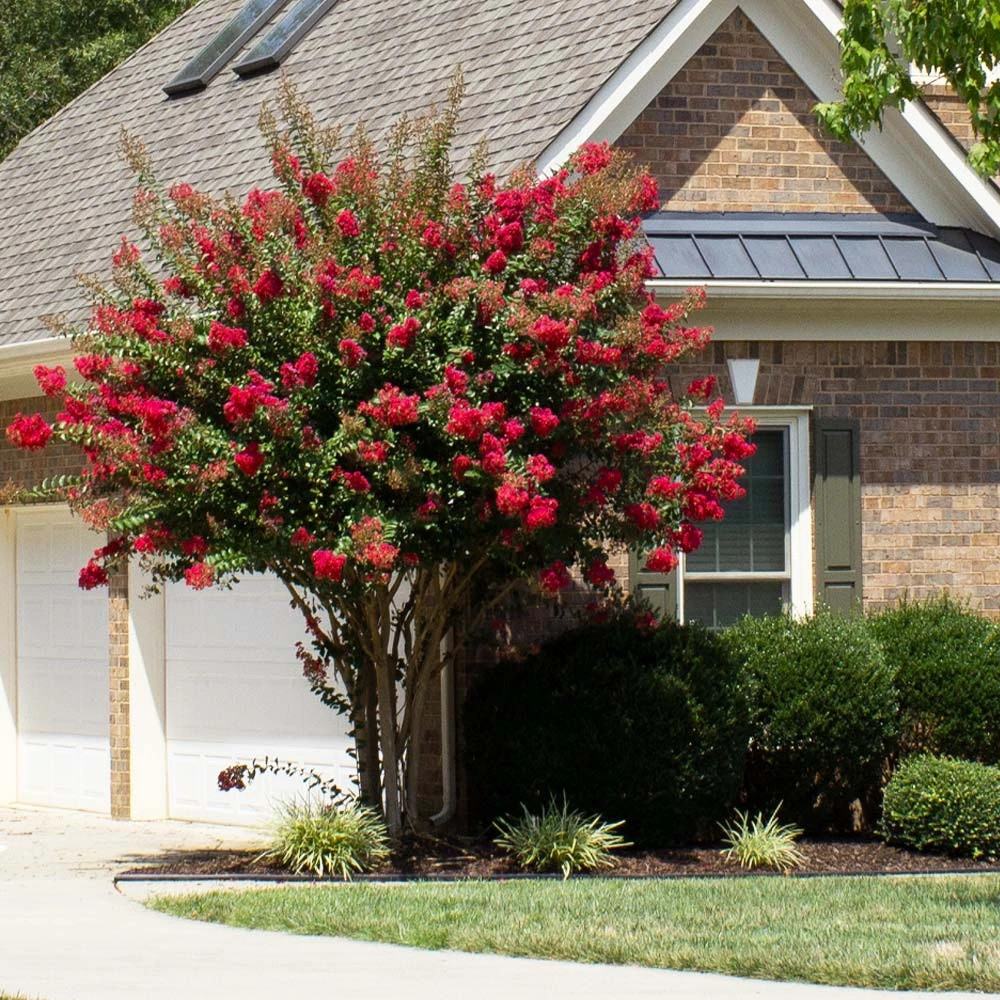 Colorama™ Scarlet Crape Myrtle Tree 2 Colorama™ Scarlet Crape Myrtle Tree - Image 2