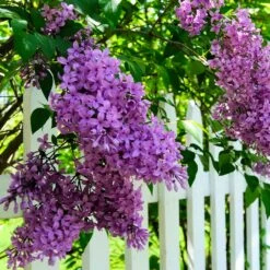Common Purple Lilac -Fruit Tree Shop Common Purple Lilac 3