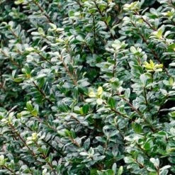 Compacta Japanese Holly Shrub 5 Compacta Japanese Holly Shrub -Fruit Tree Shop Compacta Holly 2