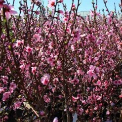 Contender Peach Tree 6 Contender Peach Tree -Fruit Tree Shop Contender Peach Tree 3